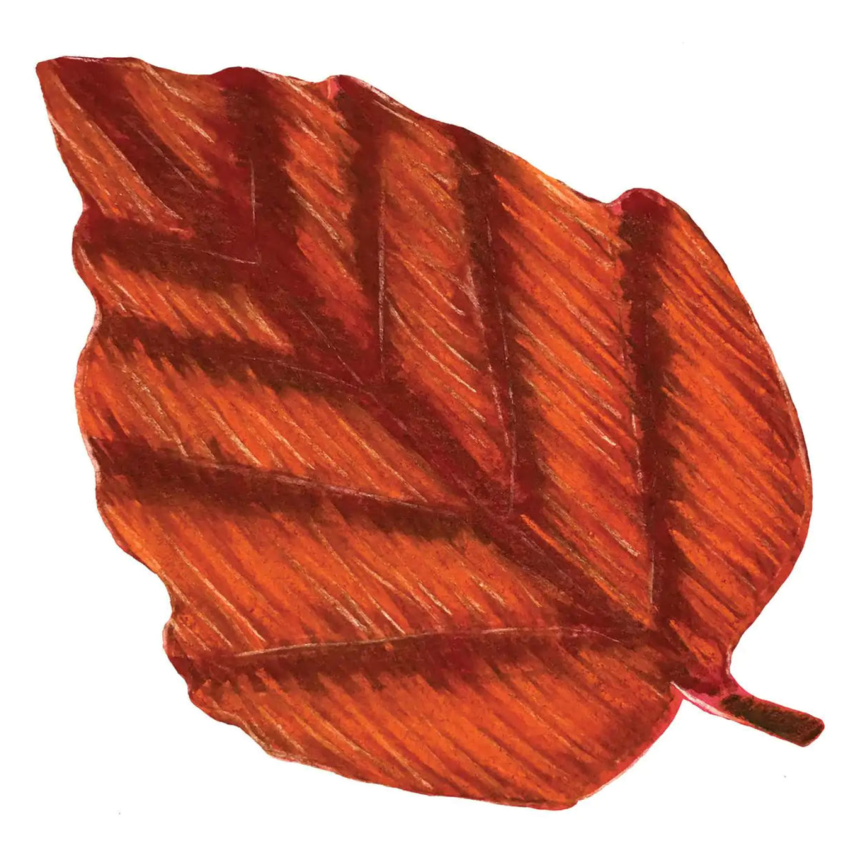 Pochoirs feuilles, vue 4