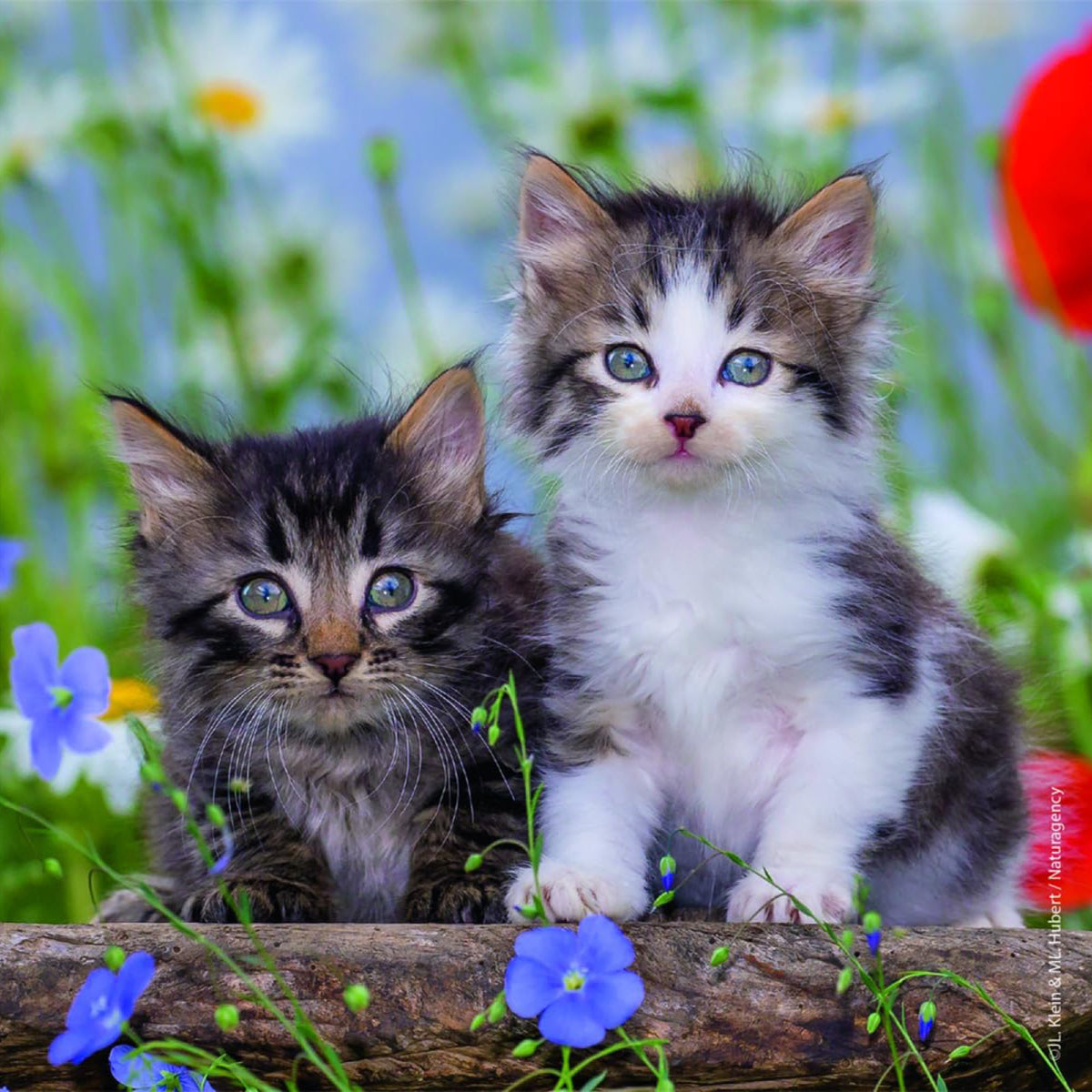 Casse-têtes Chatons 3 x 49 morceaux, vue 3