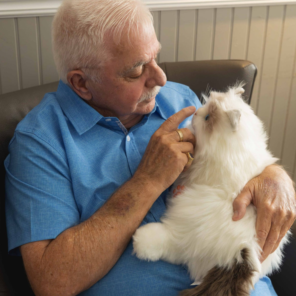 Chatte sibérienne, vue 2