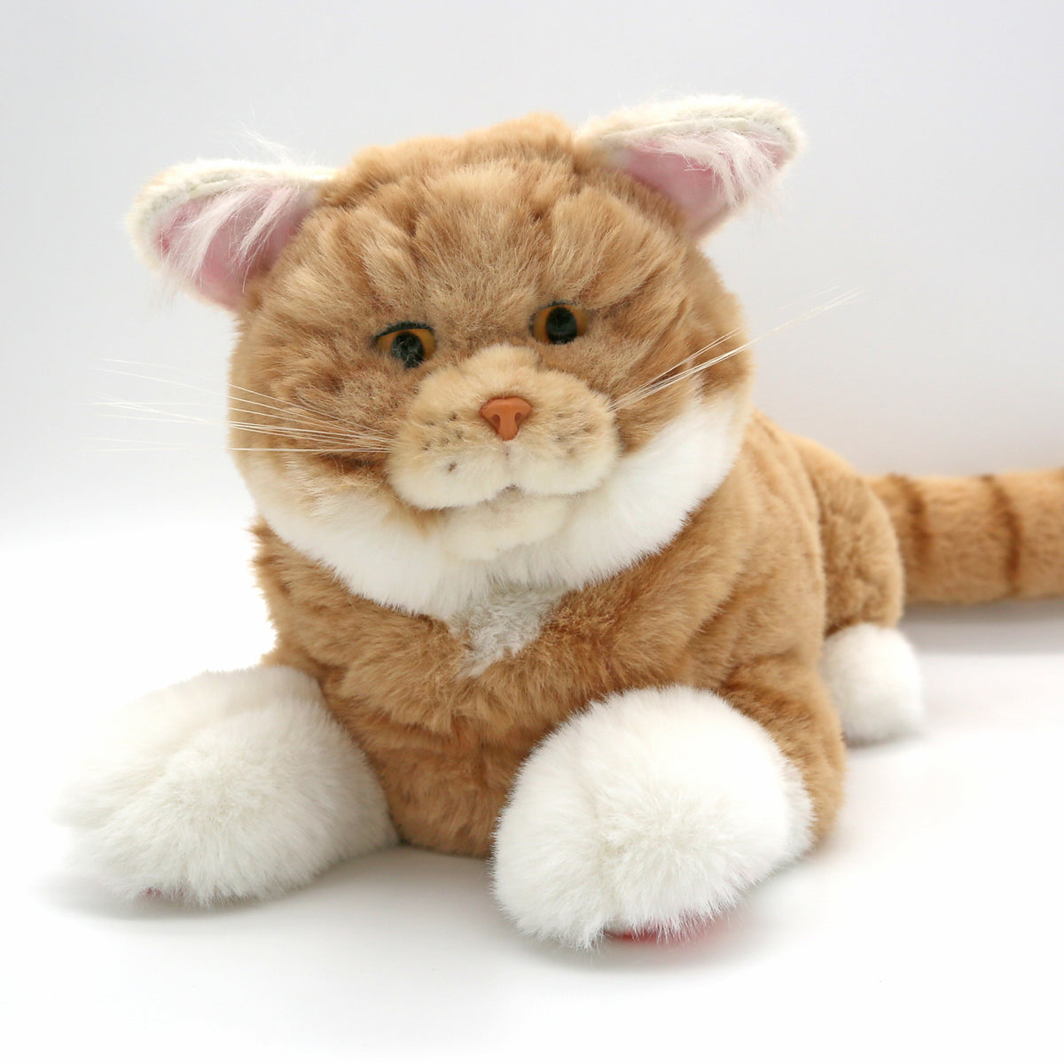 Chatte Percy